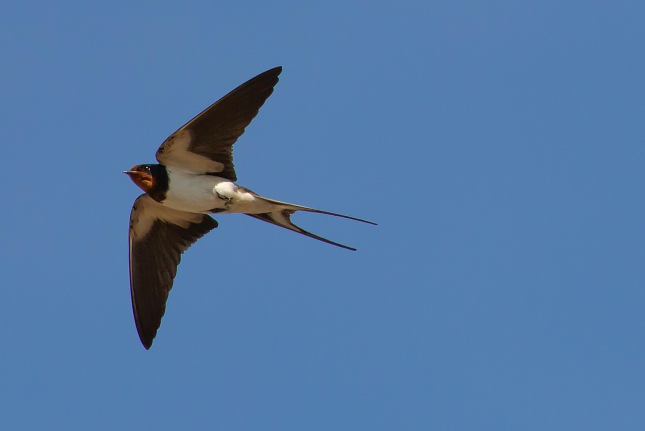 The Agile Swift: Air's Aerial Acrobat (Image Credits: Pixabay)