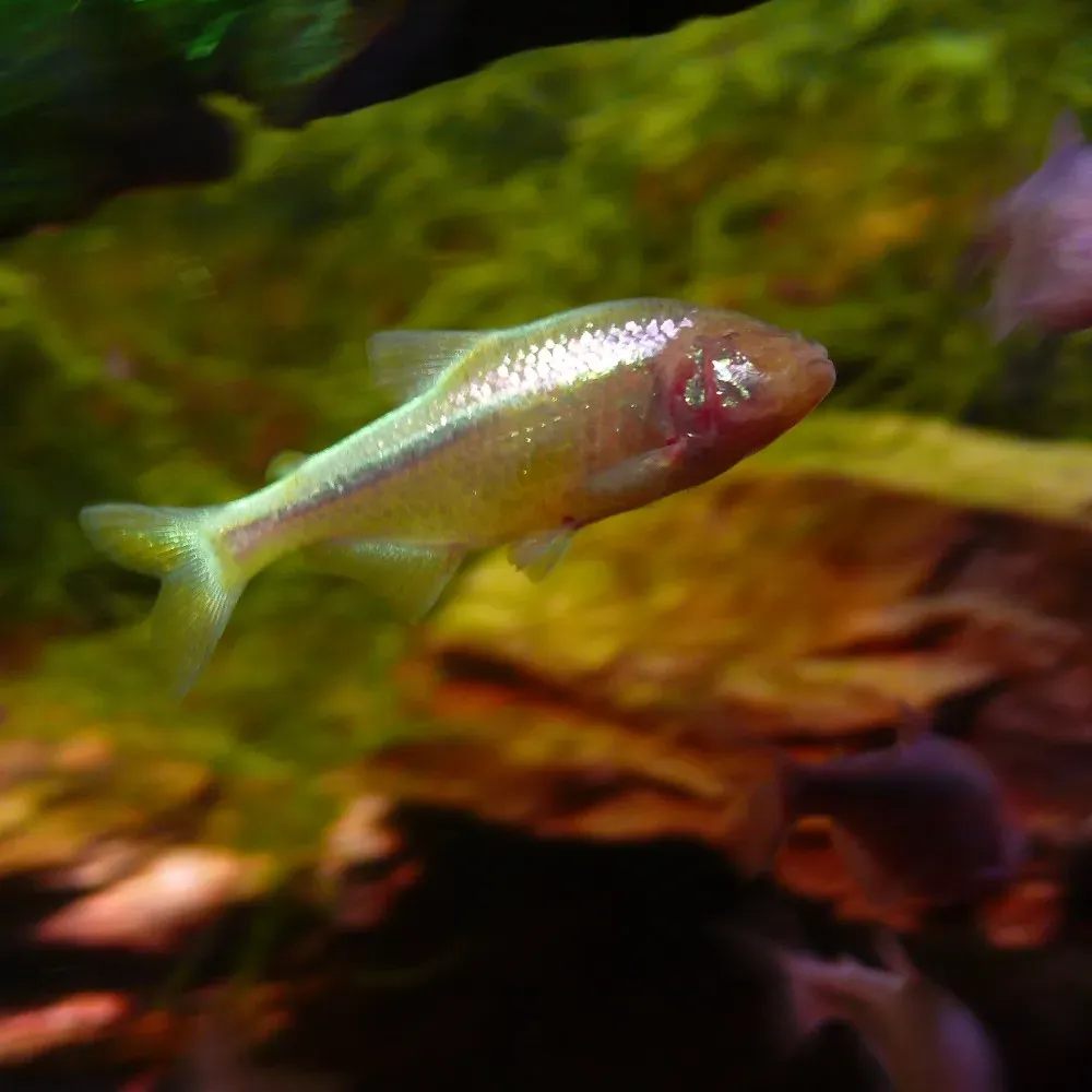 9. Blind Cave Fish – Sightless Survivors in Underground Worlds (Yadis.pl, Flickr, CC BY-SA 2.0)