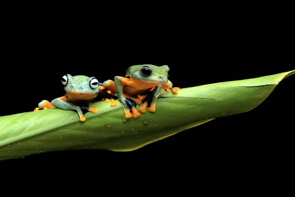 Frog Silence as an Early Warning for Ecosystem Health (Image Credits: Pexels)