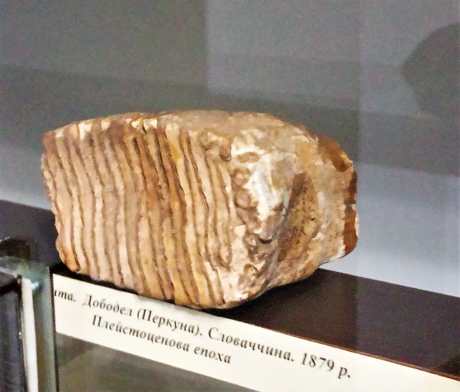 7. The “Dragon’s Teeth” of Europe and Early Mammoth Fossils (By Vi Ko, CC BY-SA 4.0)
