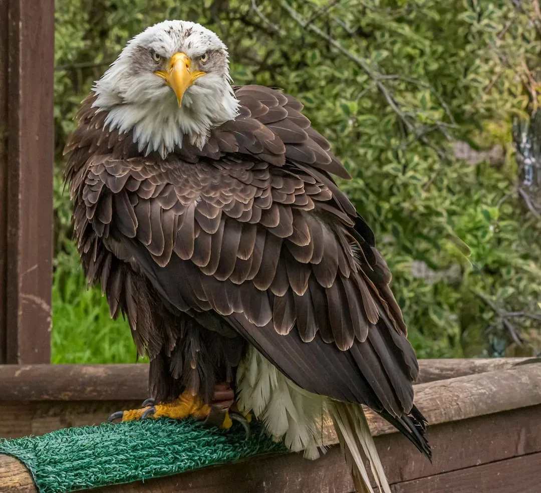 Bald Eagles: From Toxic Decline to Sky-High Recovery (Image Credits: Unsplash)