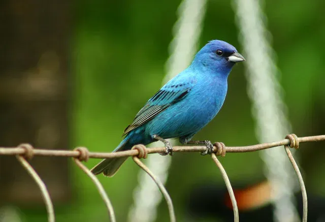 #5 - The Indigo Bunting Is Never Actually Blue (Indiana Ivy Nature Photographer, Flickr, CC BY 2.0)