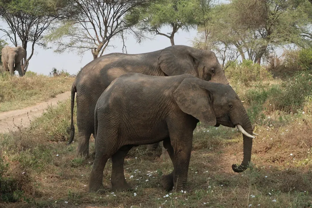 Male Elephants: Wanderers With Their Own Social Rules (Image Credits: Unsplash)