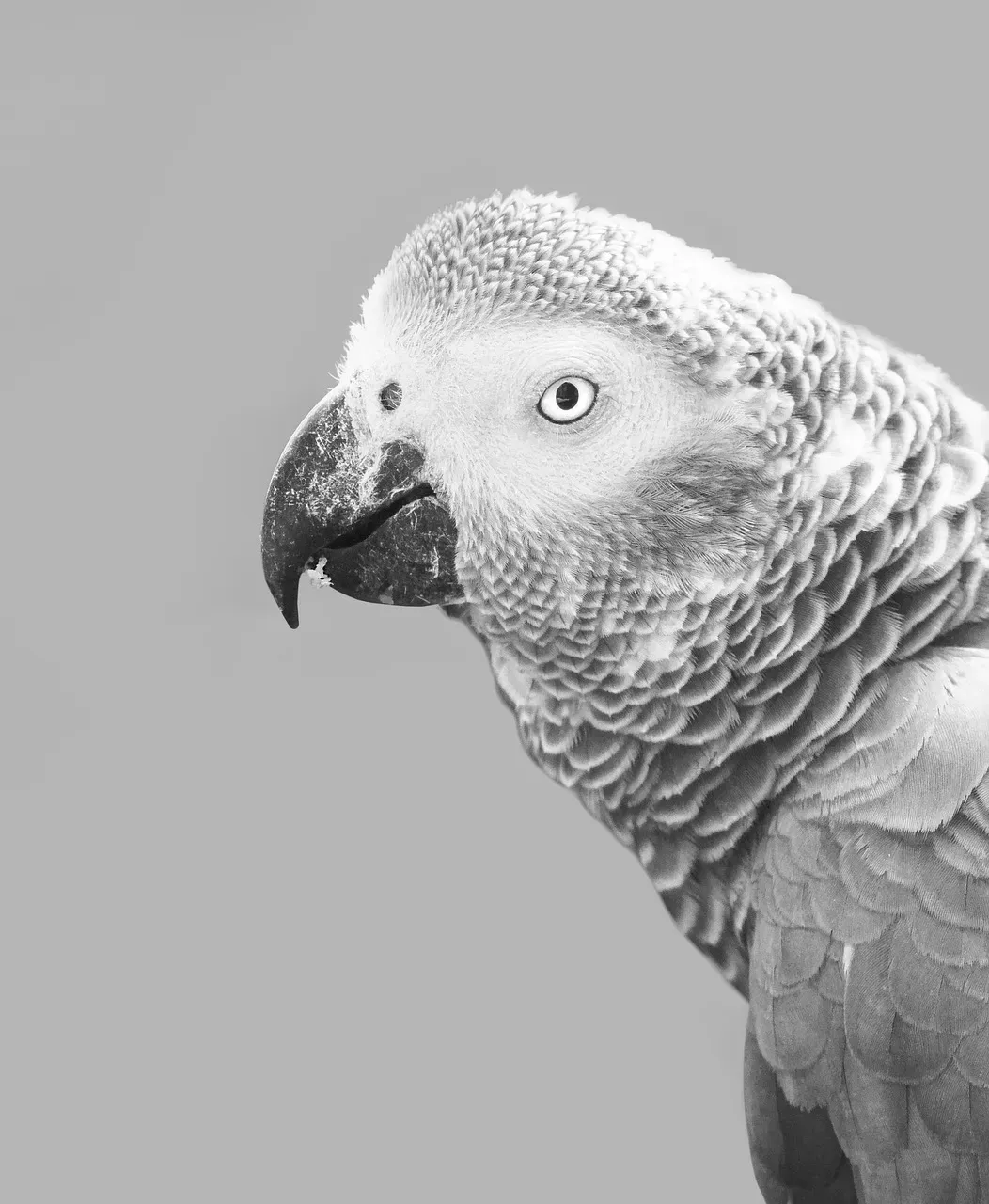 Language and Mimicry: Parrots That Actually Understand Context (Image Credits: Pixabay)
