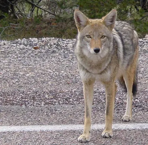 The Coyote’s Lesson: Trickster Tales and Cognitive Science (Image Credits: Wikimedia)