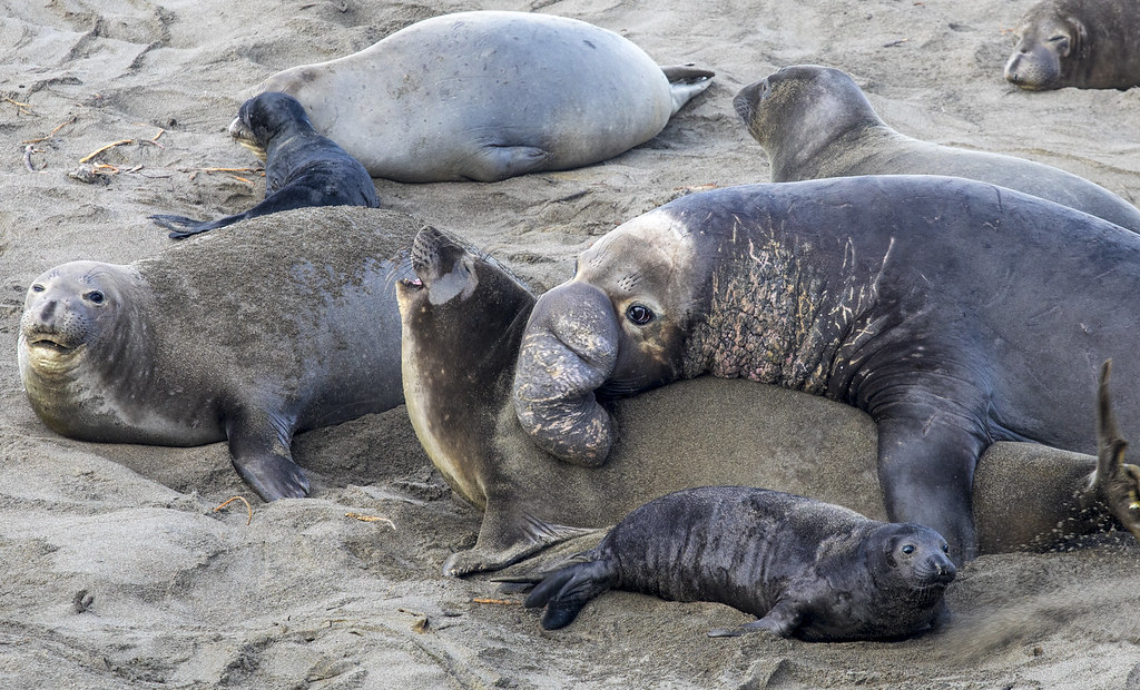 A Conservation Success Story (Image Credits: Flickr)