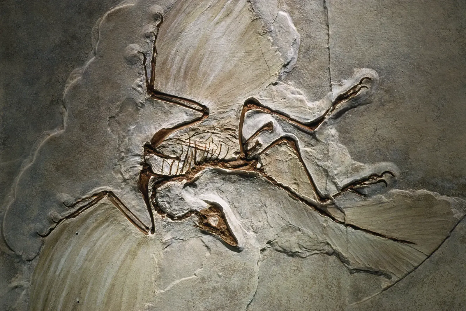 #12 - The Solnhofen Limestone (Germany): Where the Jurassic Refuses to Sort Itself Neatly (National Geographic Society, CC0)