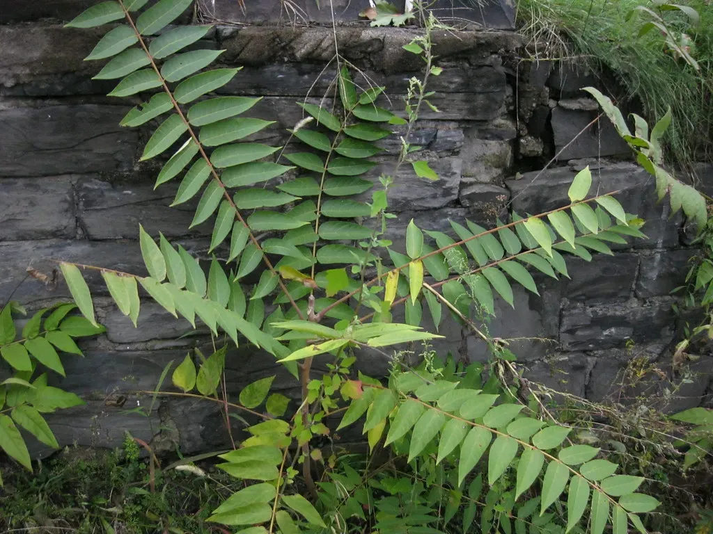 9. Hydraulic Pressure: A Newly Understood Internal Signaling System (B. J. Deming, Flickr, CC BY 2.0)