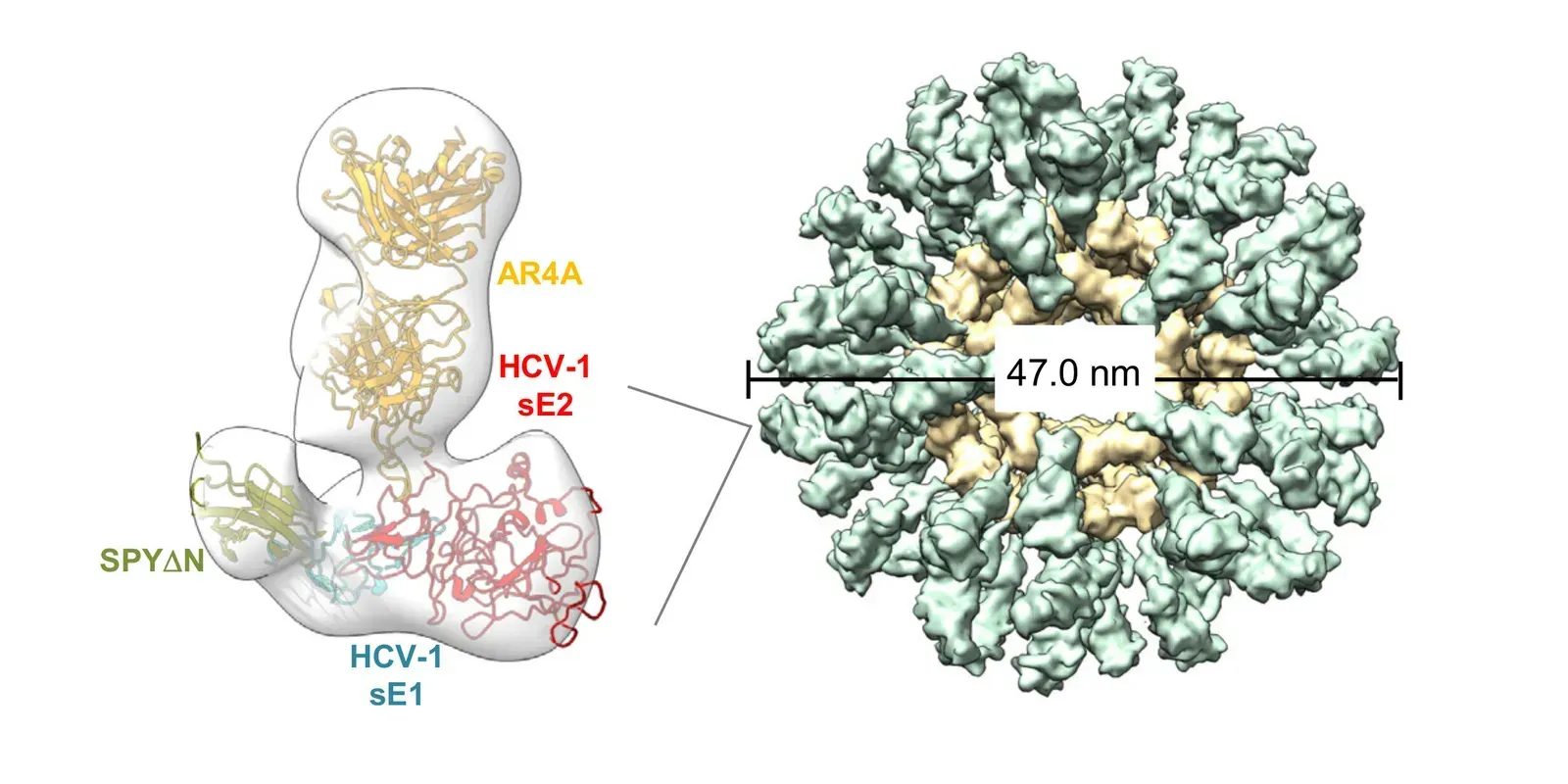 The Nanoparticle Strategy: A Smarter Way to Train the Immune System (Image Credits: Scripps Research)