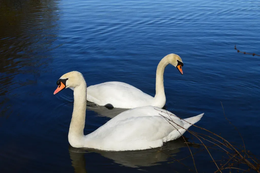 Libra: The Graceful Swan (Image Credits: Flickr)