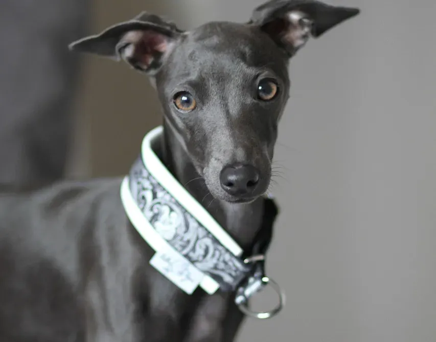 Capricorn (December 22 – January 19) vs. The Extremely Fragile, High-Maintenance Divas (Image Credits: Pixabay)