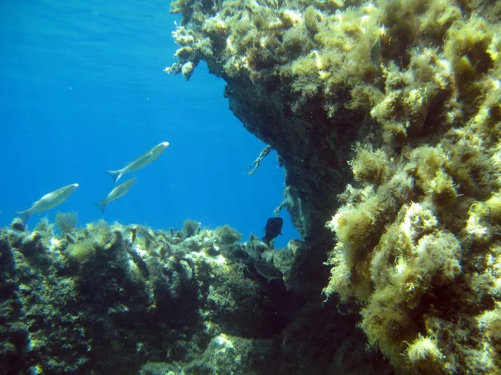 Conclusion: A Planet Still Full of Ocean Surprises (Image Credits: Flickr)