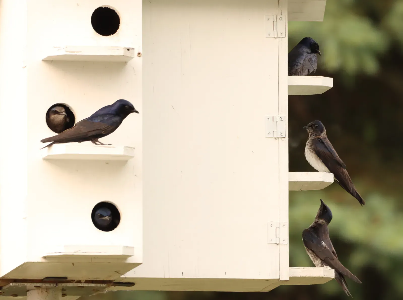 3. You’re More “Landlord” Than Birdwatcher - and That Comes With Real Responsibility (Purple Martin House Upper Souris National Wildlife Refuge Headquarters, Public domain)
