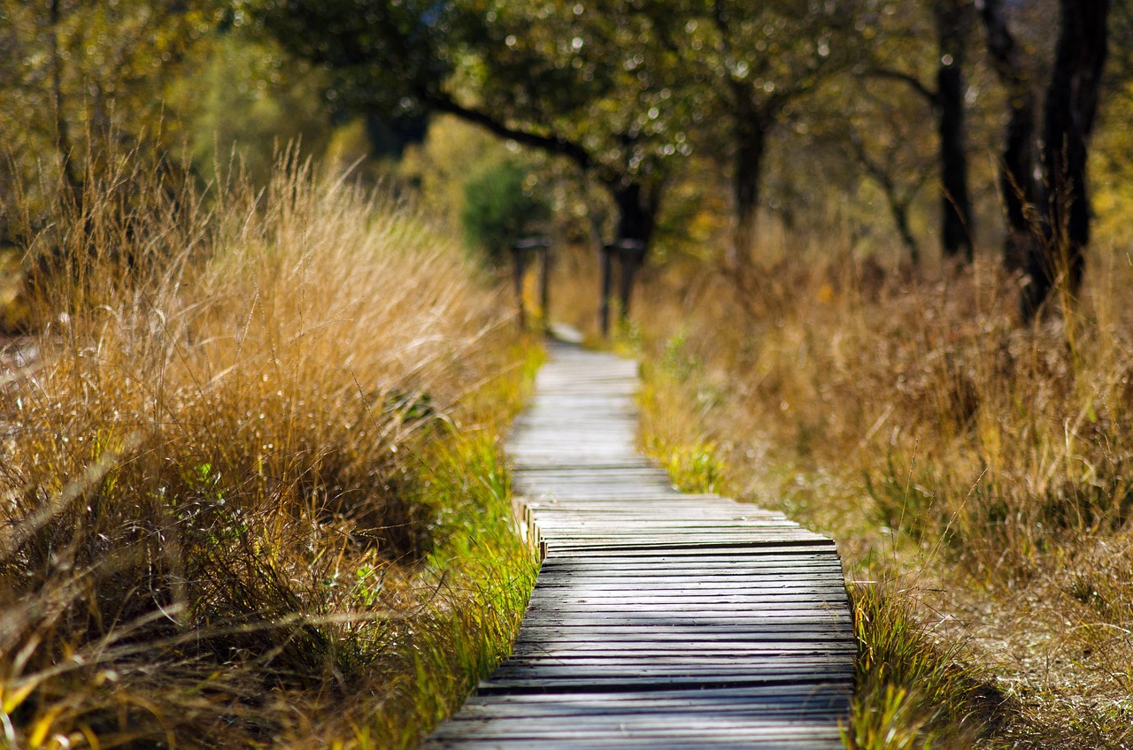 Phinizy Swamp Nature Park Boardwalk - Georgia (Image Credits: Pixabay)