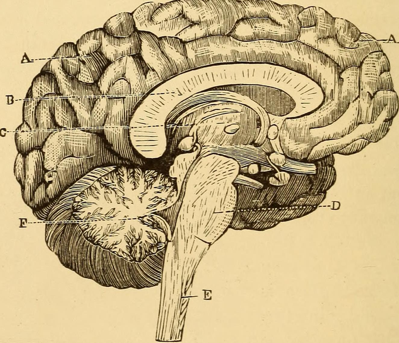 From Ancient Beliefs to Brain Scans (Image Credits: Wikimedia)