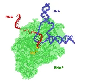 RNA, DNA, and the First Self-Copying Systems (Created with the rendering program Protein Explorer [1] using coordinates 1H38 deposited at the RCSB PDB repository. [2], Public domain)