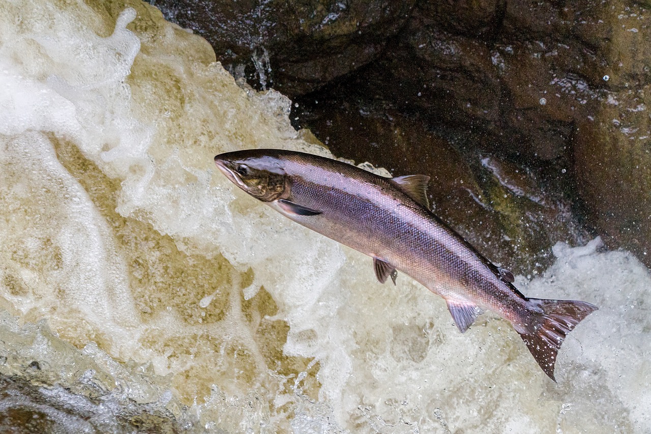 Sagittarius: The Adventurous River Salmon (Image Credits: Pixabay)