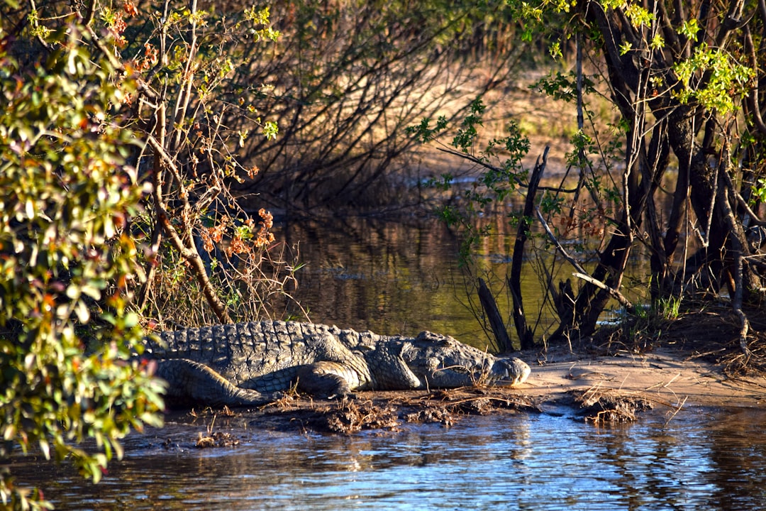 Alligator River National Wildlife Refuge, North Carolina: Death by Drought and Hurricane (Image Credits: Unsplash)