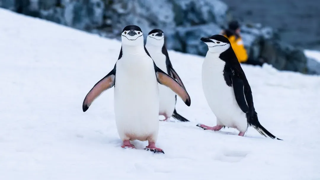 8. Their “Waddle” Is Actually an Energy‑Saving Walking Style (Image Credits: Unsplash)