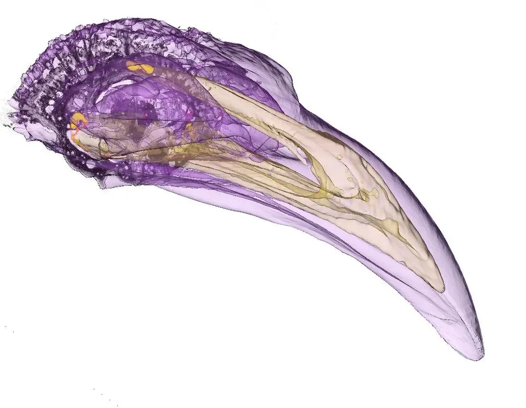 #8 Hidden Chambers Inside Human Organs and Tissues (UCL News, Flickr, CC BY 2.0)