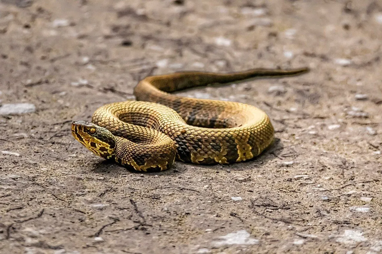Snakes Hunt by Reading the Heat of Your Body (Image Credits: Pixabay)