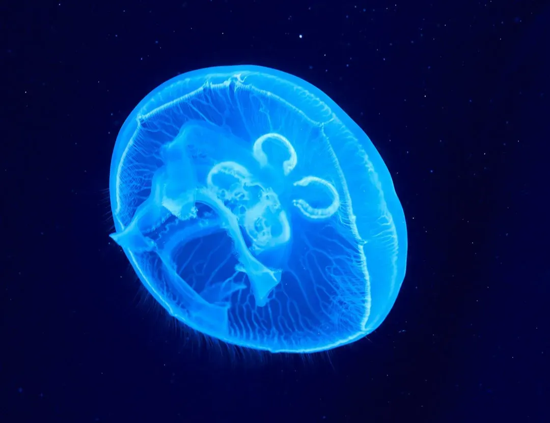 The Jellyfish That Turns Back Time: Turritopsis dohrnii (Image Credits: Unsplash)