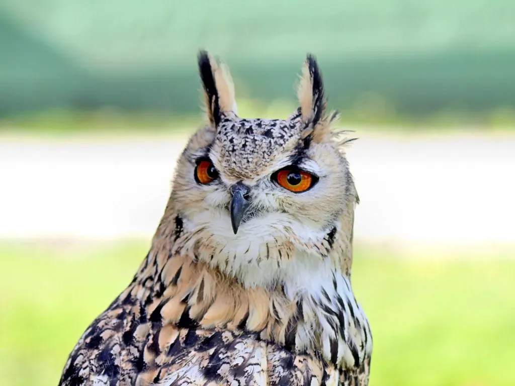 Conclusion – A Wilder America Than We Were Taught (Image Credits: Flickr)