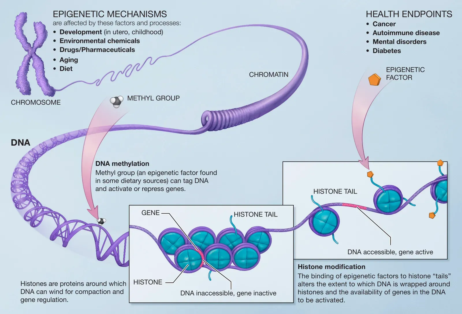 The First Clues: When We Realized Genes Aren’t Fate (Image Credits: Wikimedia)