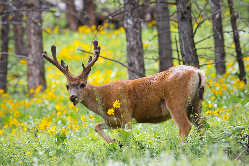 May: The Deer - Gentle Strength in Bloom (Image Credits: Flickr)