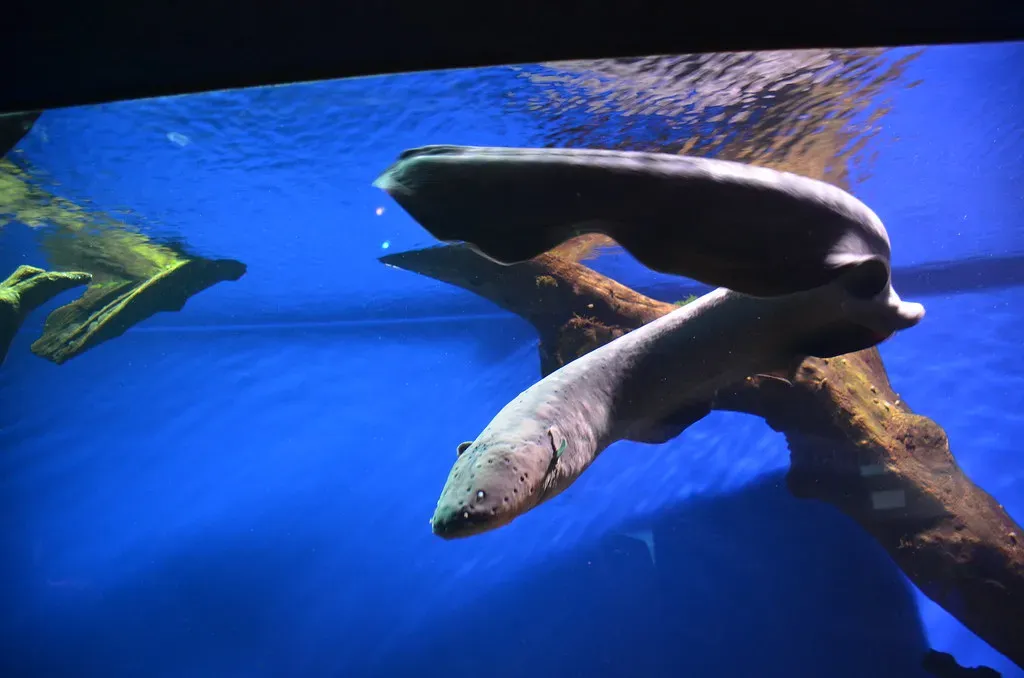 Electric Eel's Synchronized Electrical Attacks (Image Credits: Flickr)