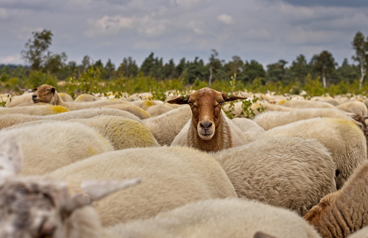 Sheep: The Surprising Recognition Experts (Image Credits: Pixabay)