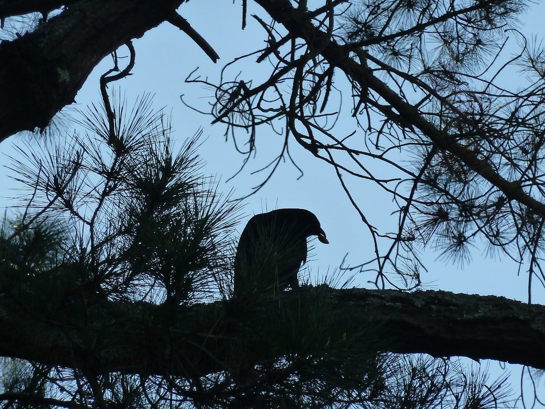 Your Shadow Side Isn't Something to Fear (Image Credits: Unsplash)