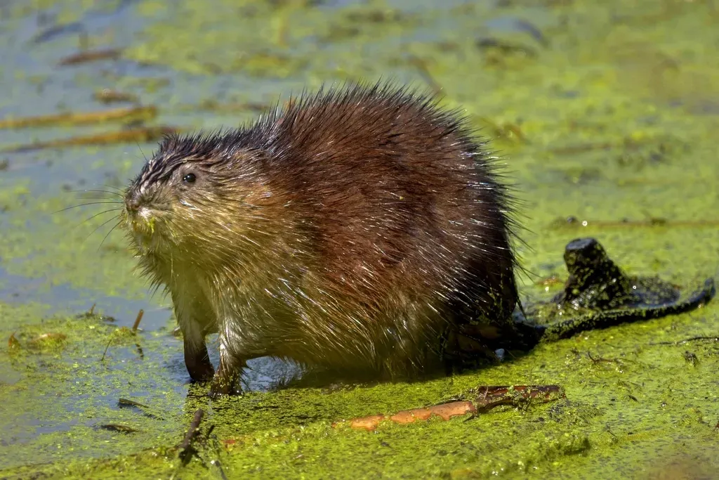 9. You’re Looking at Fur That Shaped Parts of North American History (Image Credits: Rawpixel)