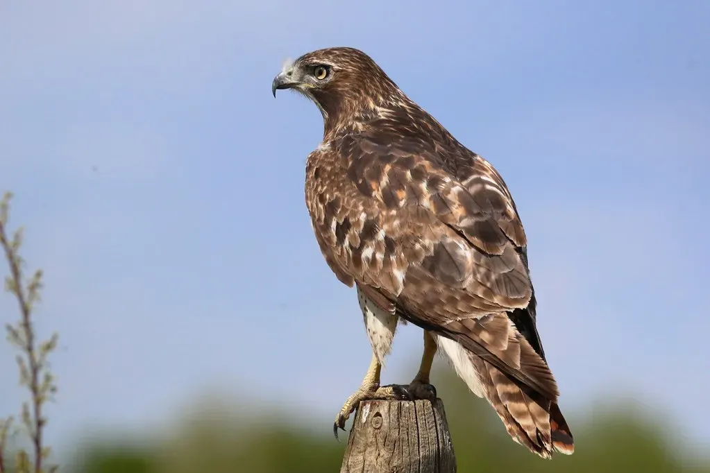 Conclusion: The Wild Neighbors We Deserve To Notice (dfaulder, Flickr, CC BY 2.0)