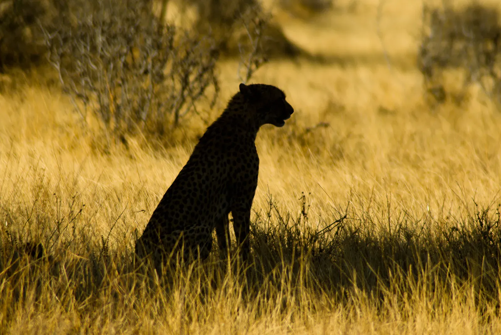 Conclusion – Meeting Your Inner Predator Without Fear (Image Credits: Wikimedia)