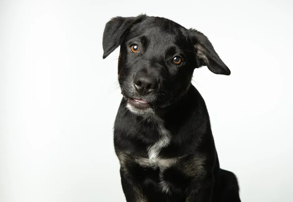 How You Can Responsibly Encourage (or Discourage) Head Tilting (Image Credits: Pexels)
