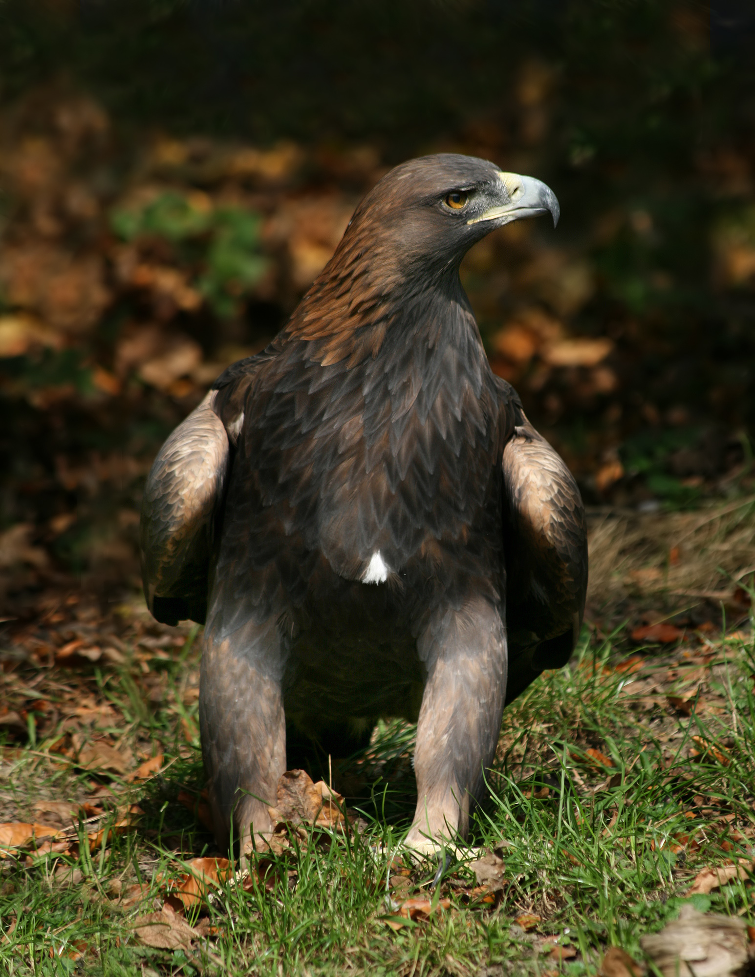 Rewilding the Prey Base (Image Credits: Wikimedia)