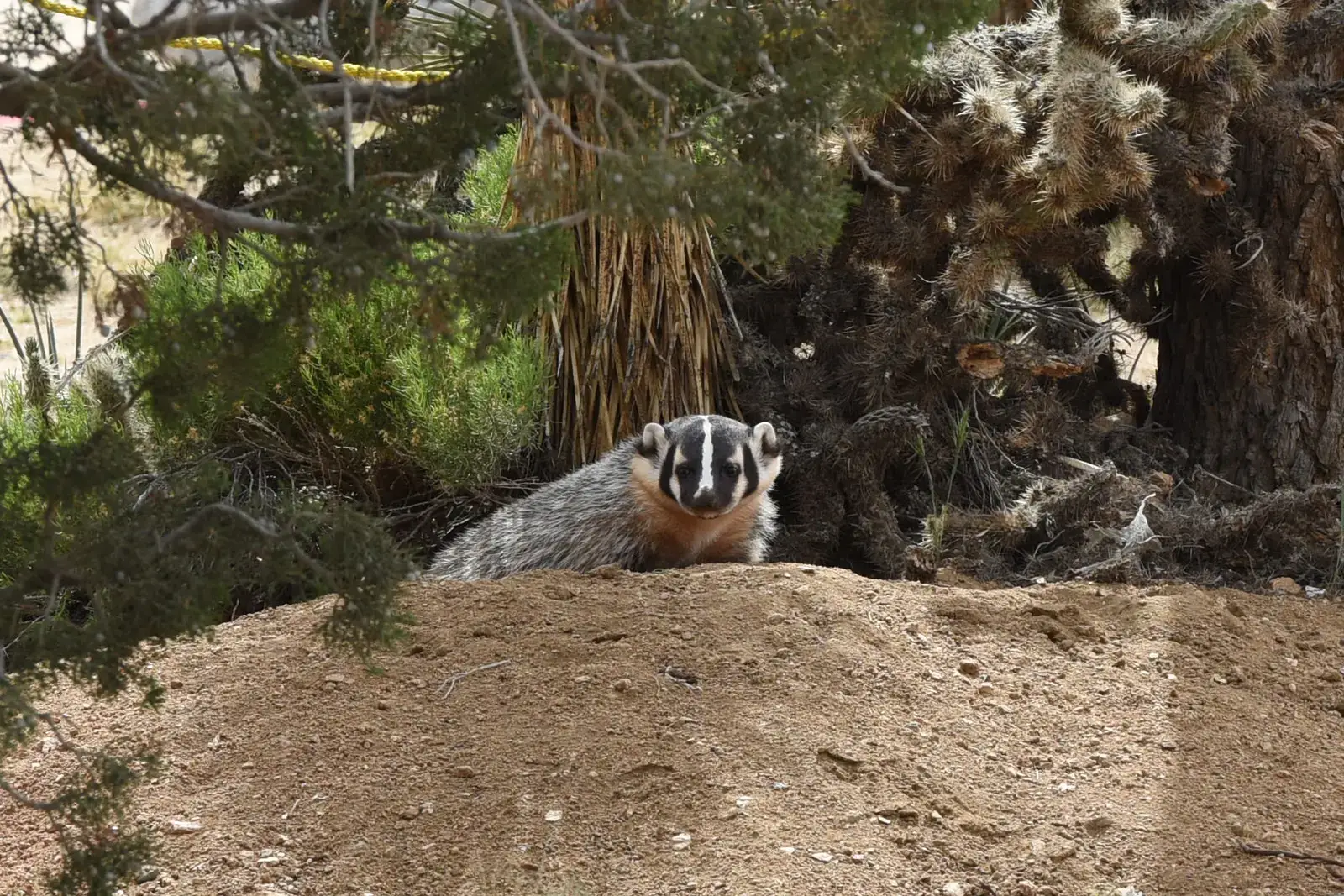 Badgers, Ranchers, And Farmers: Conflict, Coexistence, And Misunderstandings (American Badger, Public domain)