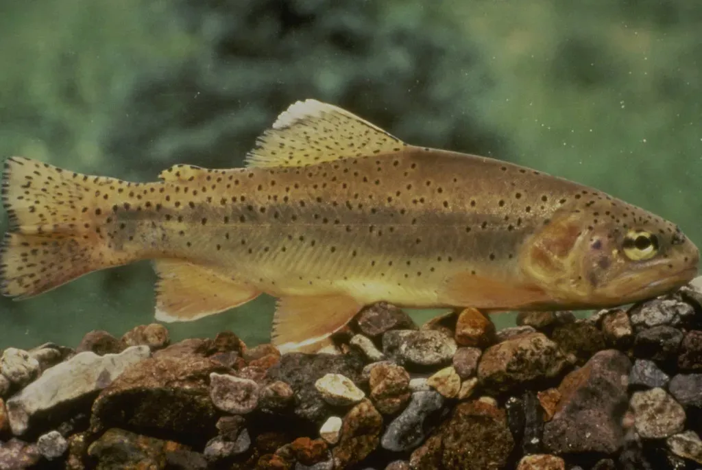 10. Apache Trout – A Golden Gem of High Desert Streams (Image Credits: Flickr)