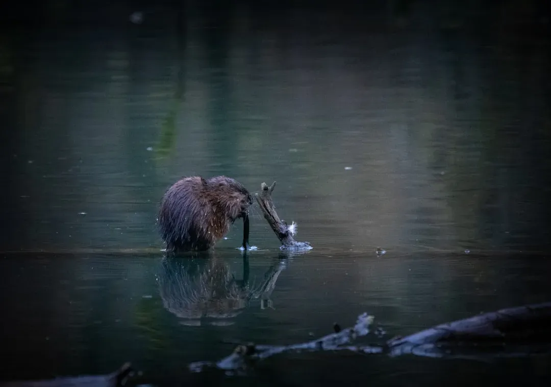 10. Coexisting With Beavers Can Be Tricky - but the Payoff Is Huge (Image Credits: Unsplash)