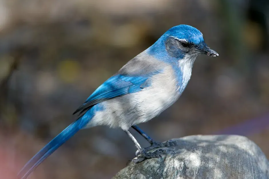 8. Scrub Jays That Cache Food And Worry About Theft (Image Credits: Pexels)
