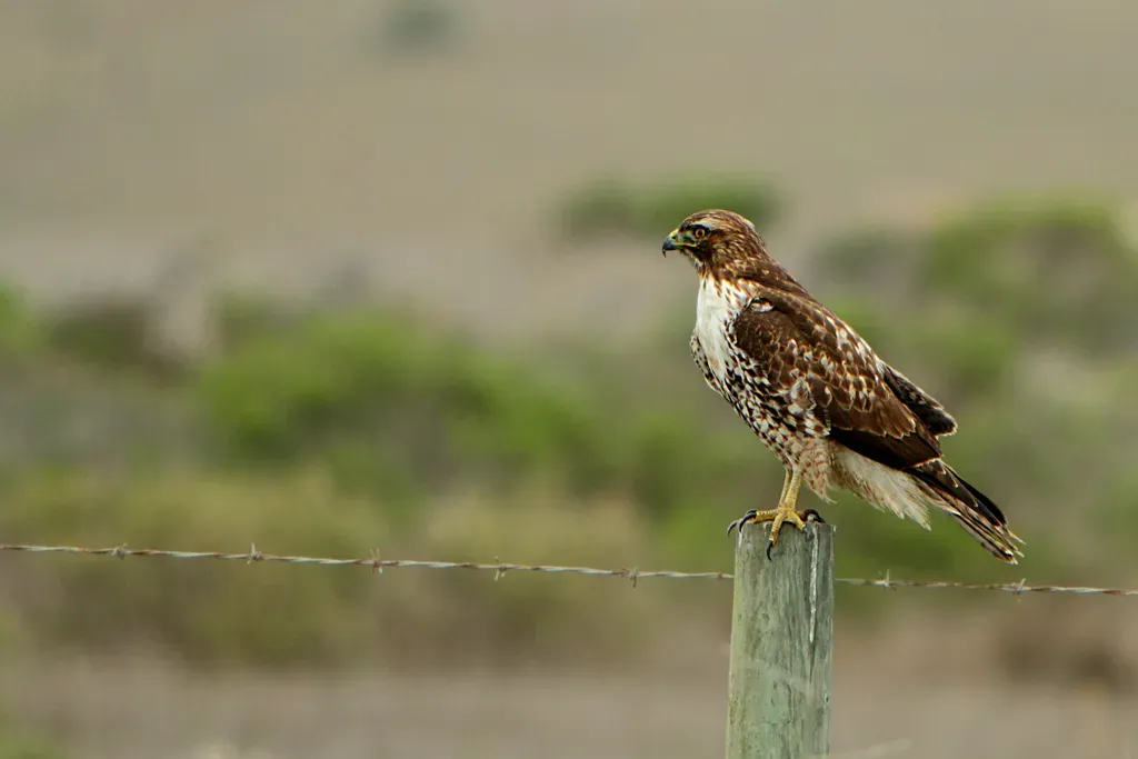Why It Might Not Be Hunting at All (Red-tailed Hawk (Buteo jamaicensis) perched on a fence post.Uploaded by berichard, CC BY 2.0)
