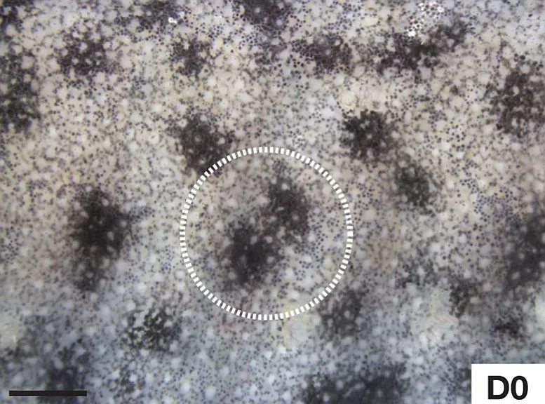 The Hidden Clues: Animals That Regrow What We Cannot (Image Credits: Wikimedia)