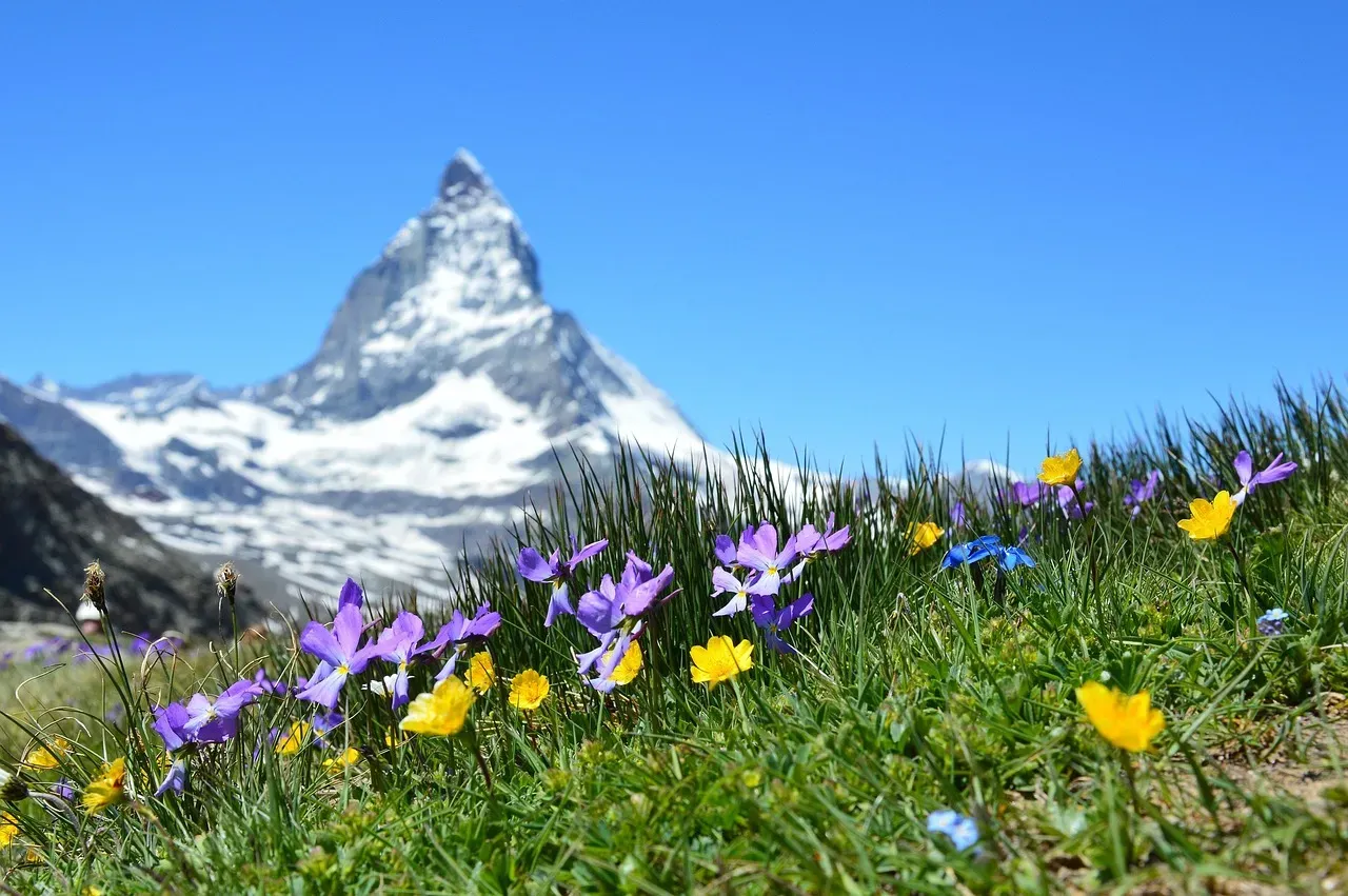 #6 - A High-Altitude Plant That Flowers on the "Wrong" Schedule (Image Credits: Pixabay)