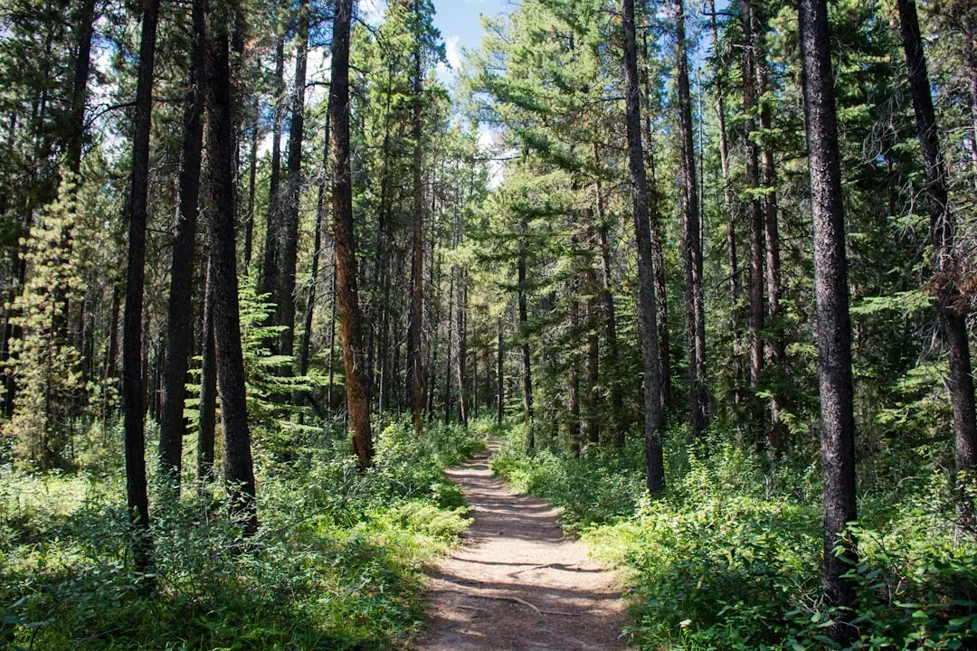 4. Subtle “Highways” of Wildlife You Never Noticed (Image Credits: Unsplash)