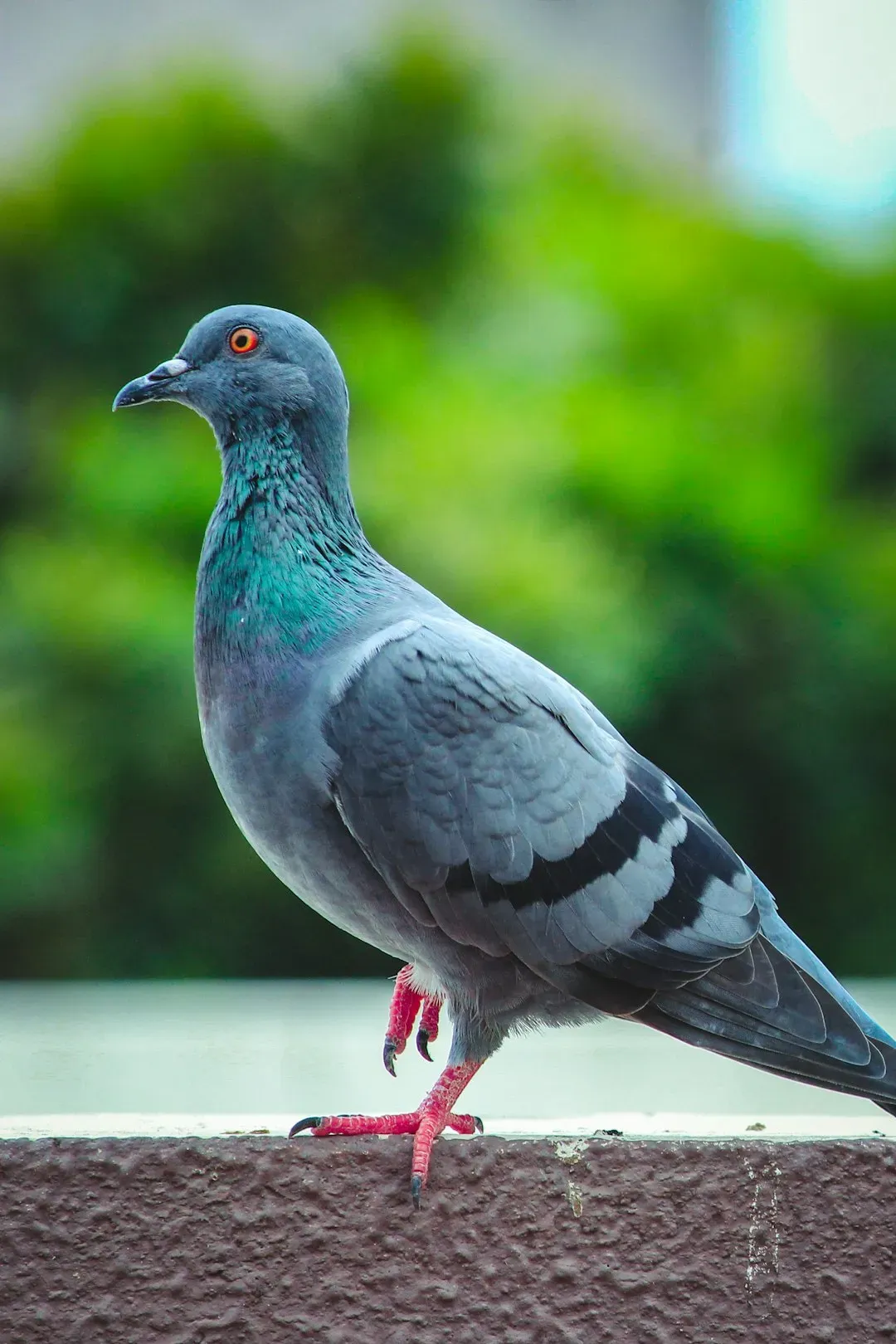 Comparing Pigeons to Humans and AI: Who’s Really Smarter Here? (Image Credits: Unsplash)