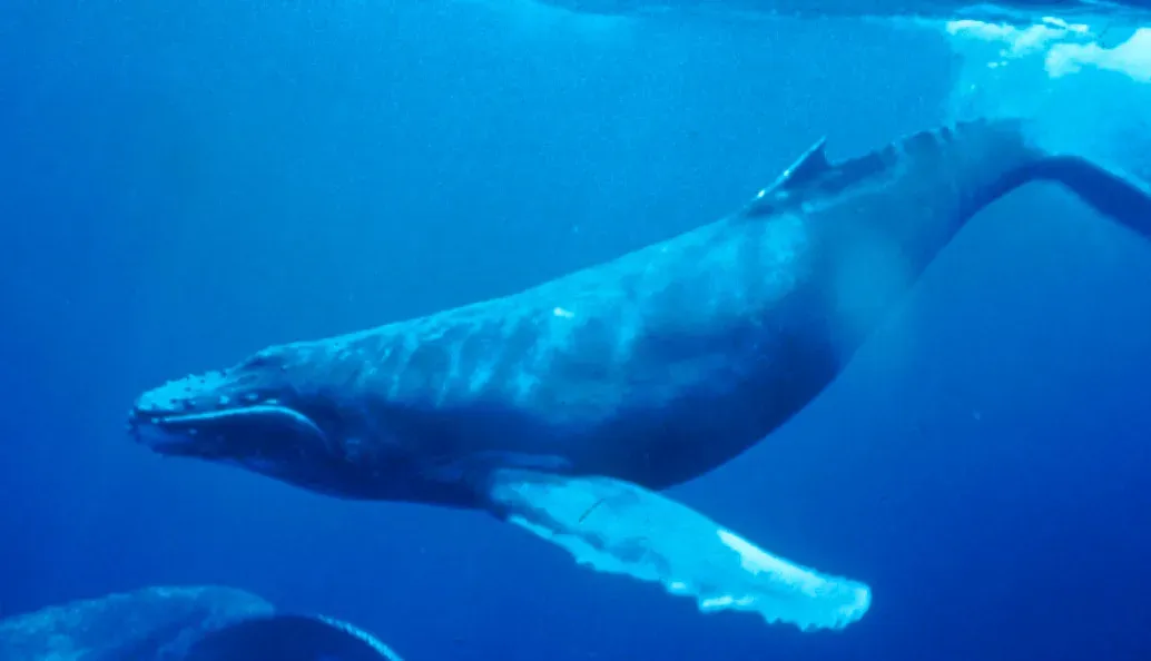 5. Humpback Whales: Giants on a Hidden Highway (Public domain)