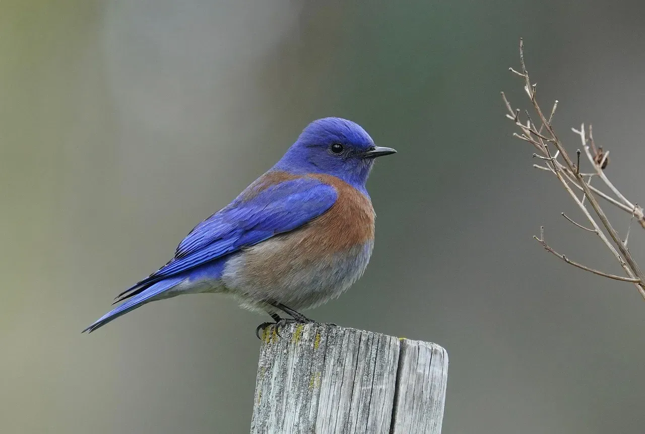 The Power of Color: Why Blue Feels So Comforting (Image Credits: Pixabay)