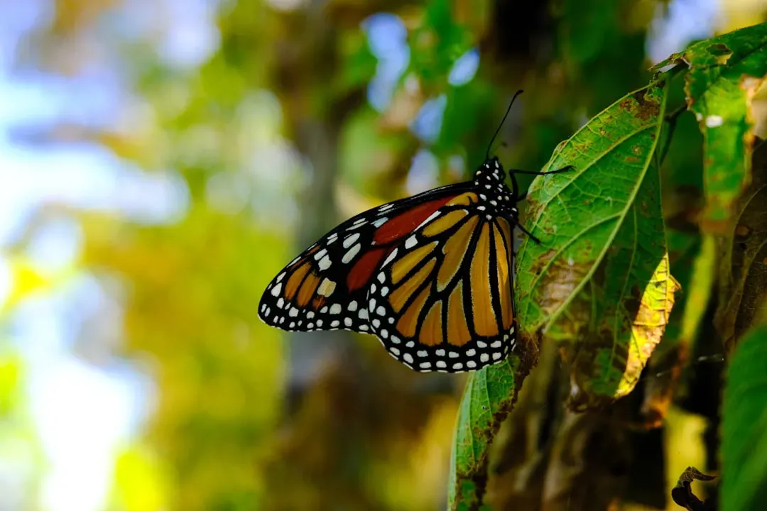 A Continental Connection of Two Populations (Image Credits: Unsplash)