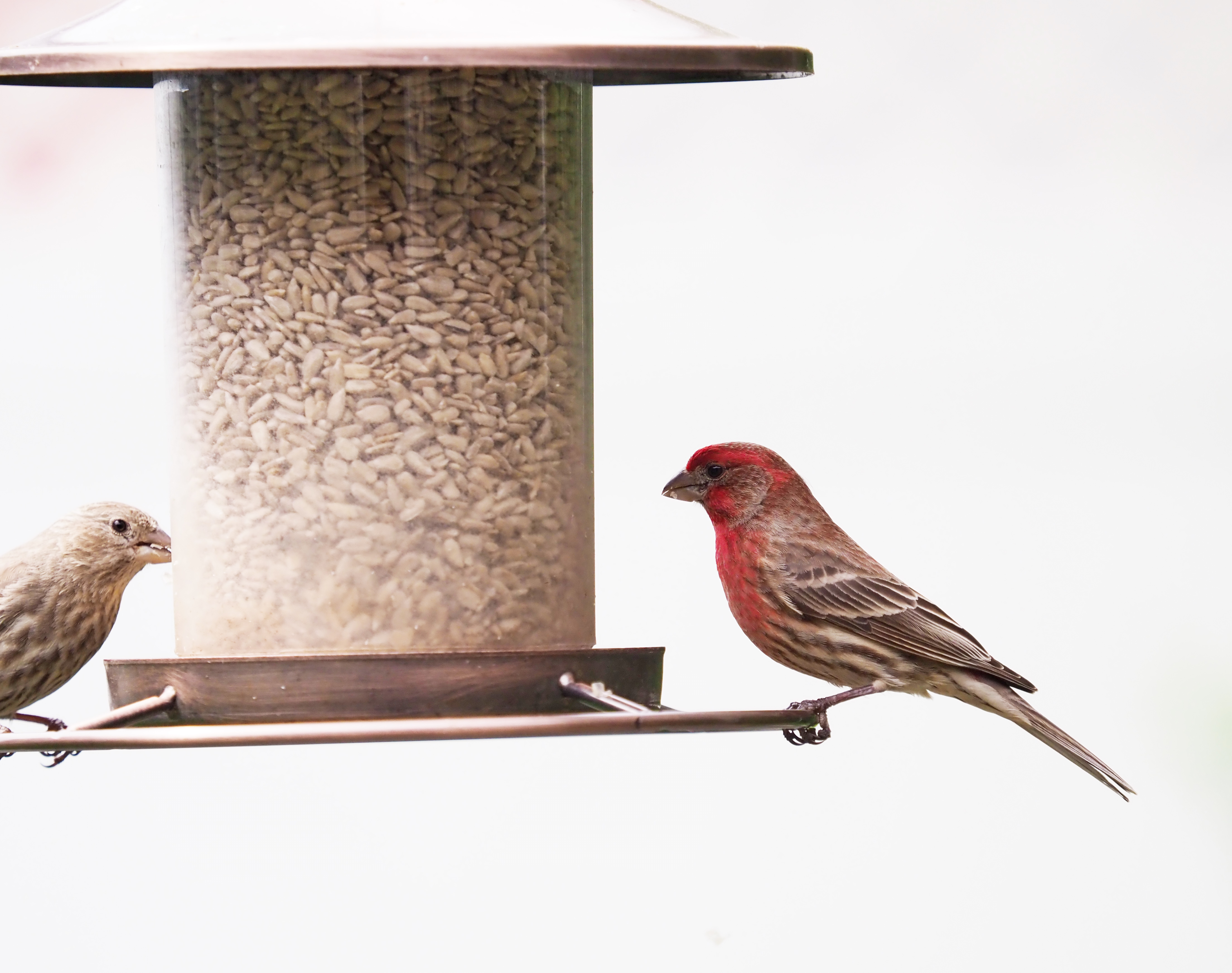 Human Assist: Backyard Oases as Lifelines (Image Credits: Wikimedia)